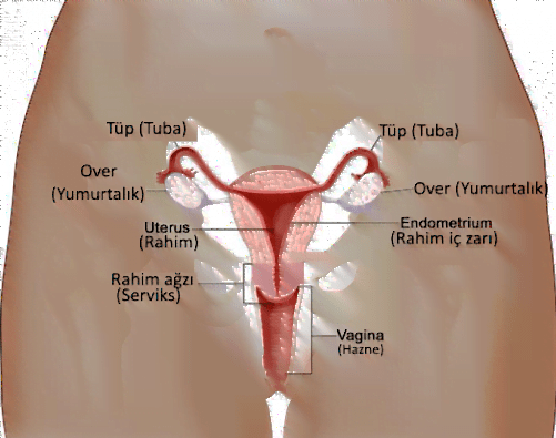 kadın anatomisi